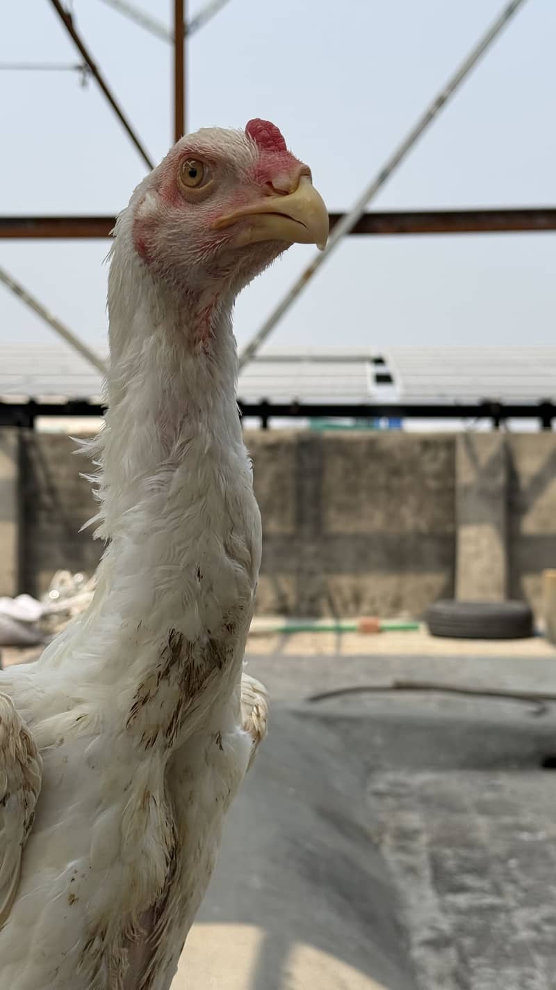 4.5 age patha available 6