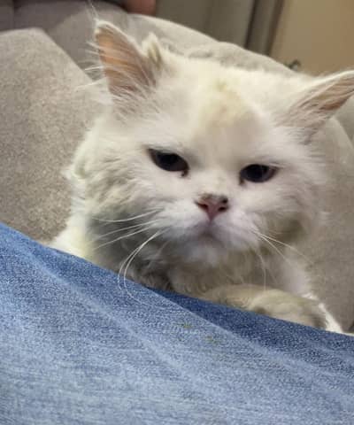 Persian Cat for Free