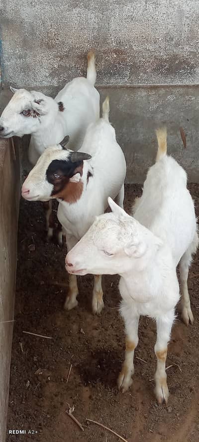 3 TEDDY MALE BAKRAY GULABI, ABLAK, PASA FOR SALE VECINATED