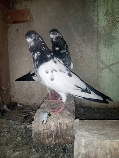 Breeding setup healthy and active Full mazboot joro waly parindy