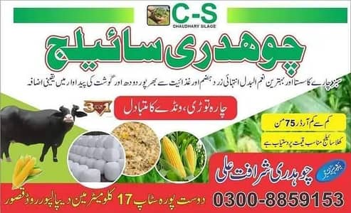 Corn Silage / Maki Silage / Animal Feeds Silage / Silage