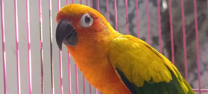 Sun Kannur parrot