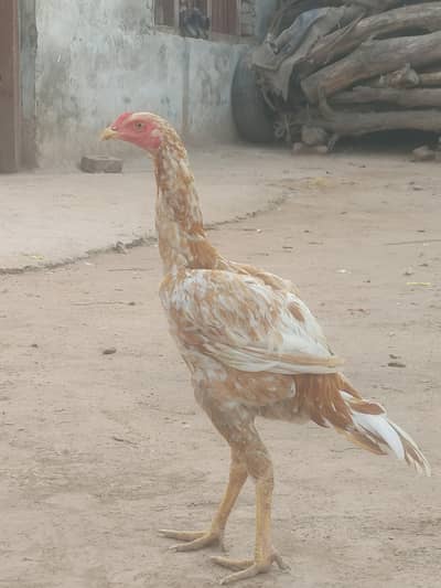 chetaaa nasal
