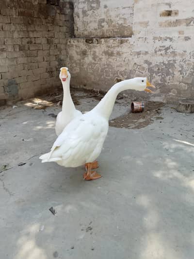 turkey bird and Ducks available