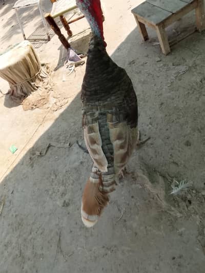 turkey bird available