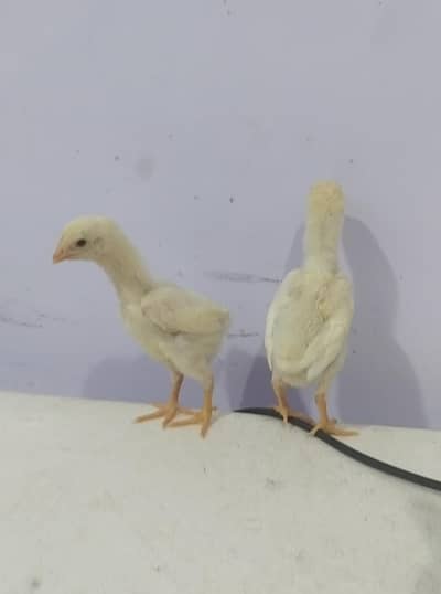 white shamo