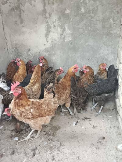 Desi hens | Golden misri hens | desi murgia
