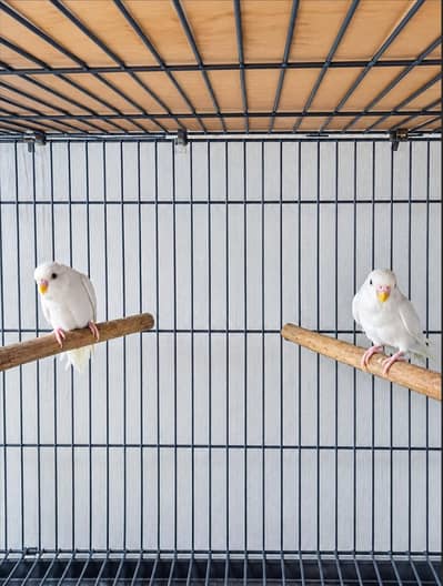 Pure white Parrots with red eyes for sale