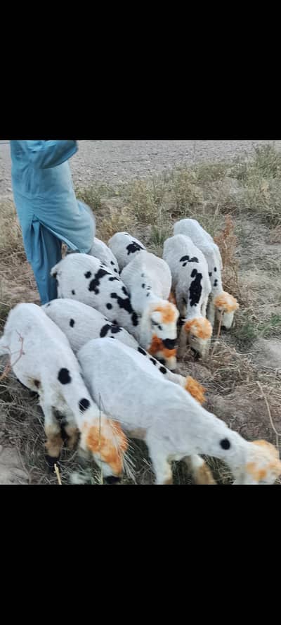 khuzdar me 9 sihta mand bheer Ghar ki pali howi qurbani kelia behtreen
