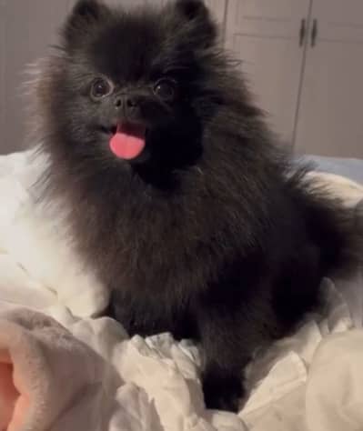 pomeranain Female pedigree