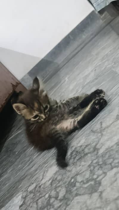 Persian Male Kitten For Sale
