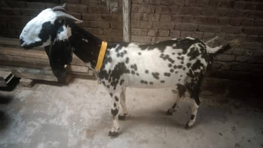 bakre for sale