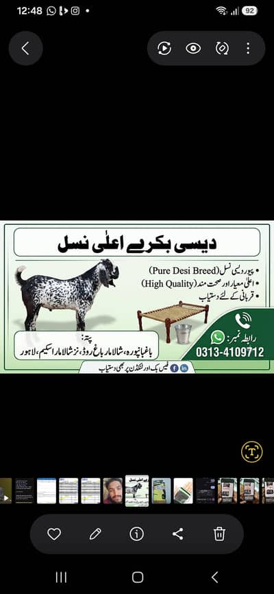 Deai Bakra for Sale