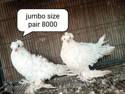 fancy pigeons/swallow/fantail/Jacobin/frillback/lahori sherazi/norwich