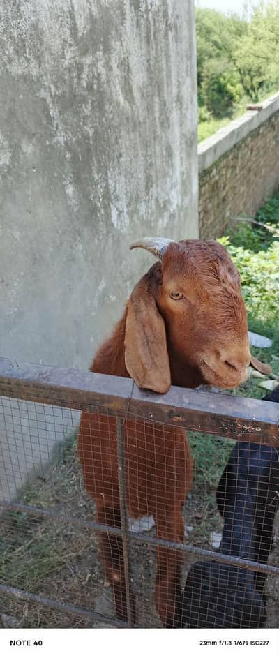 Bakra for sale 1 sal kaa