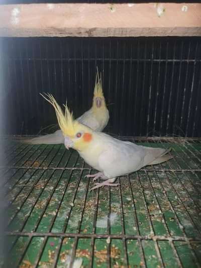breeder pairs red eyes common white and white pair cocktail