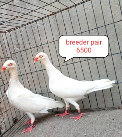 fancy pigeon | kabutar| Jacobin|  frillback saddle | amarican fantail|