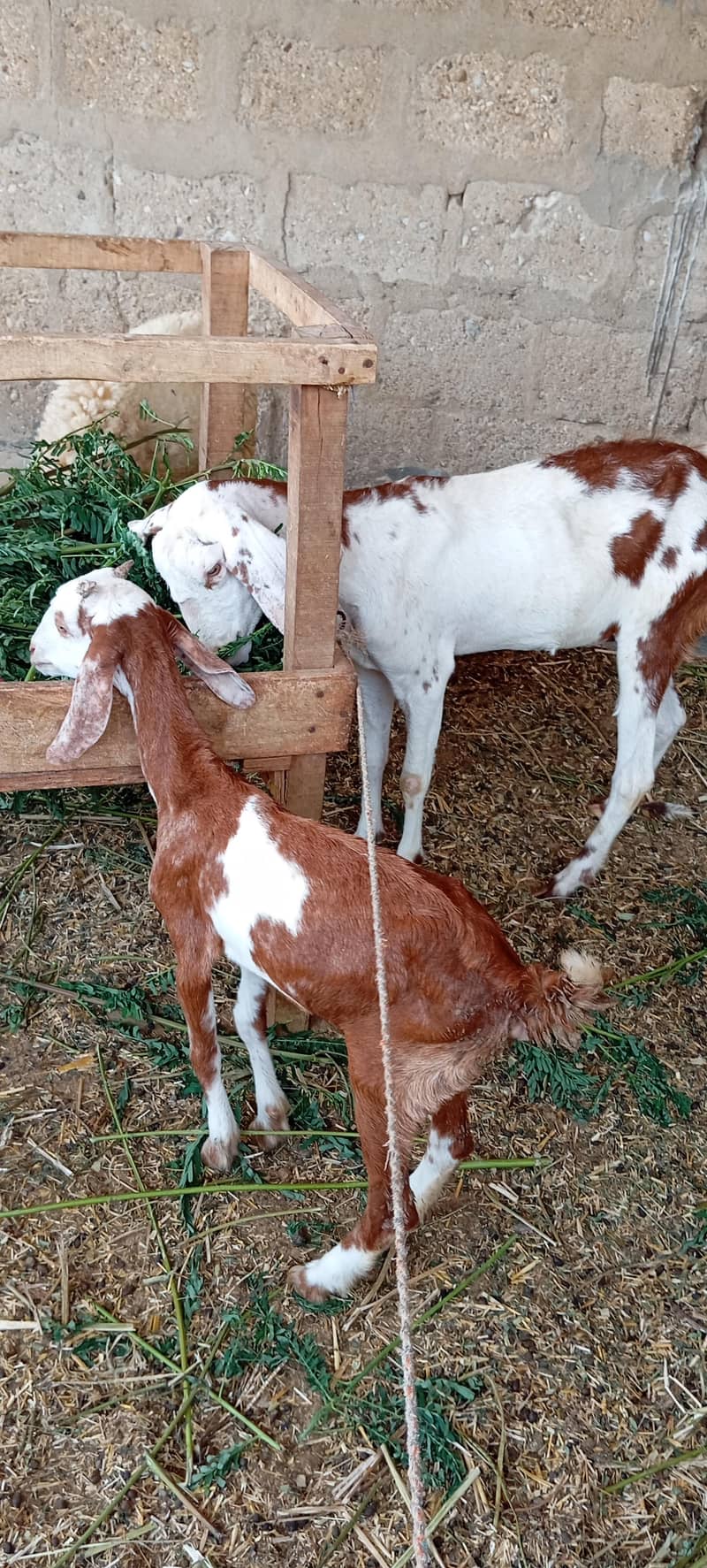 Bakri  Bacha 1
