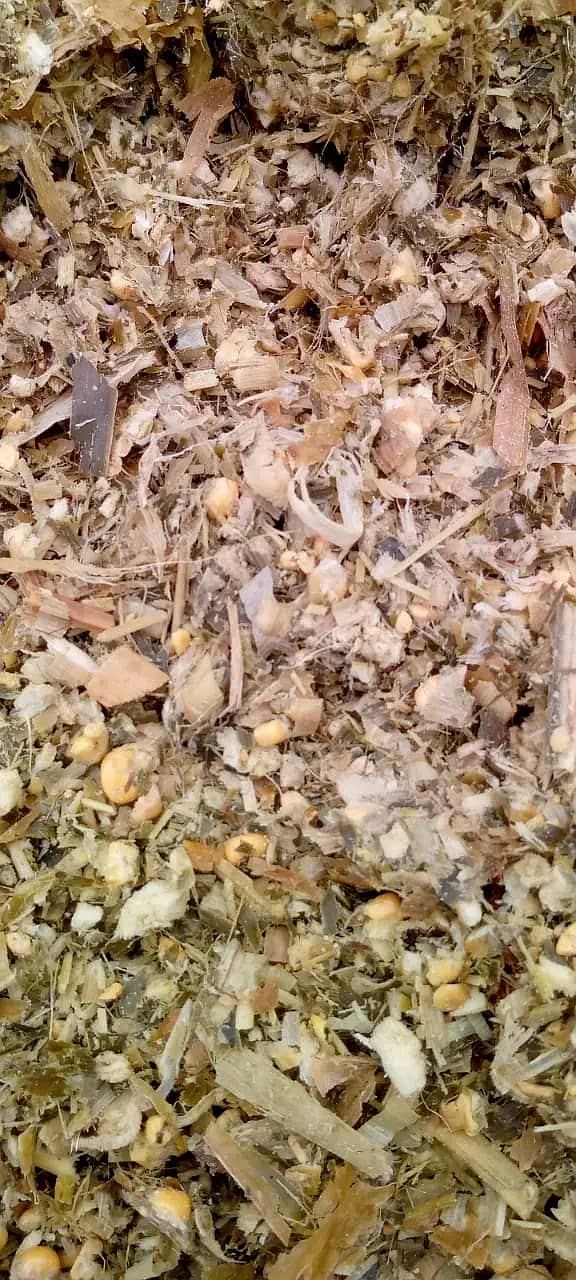 Corn Silage چوہدری سائیلج 11