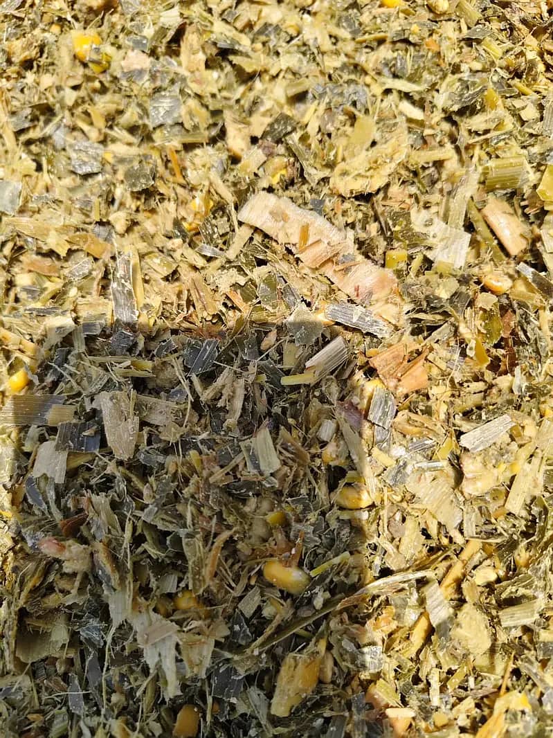 Corn Silage چوہدری سائیلج 12
