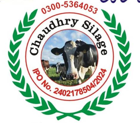 Corn Silage چوہدری سائیلج 13