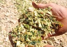 Corn Silage چوہدری سائیلج 14