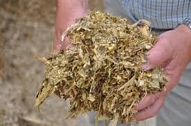 Corn Silage چوہدری سائیلج 16