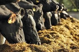 Corn Silage چوہدری سائیلج 17