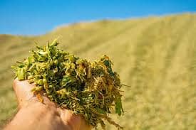 Corn Silage چوہدری سائیلج 18