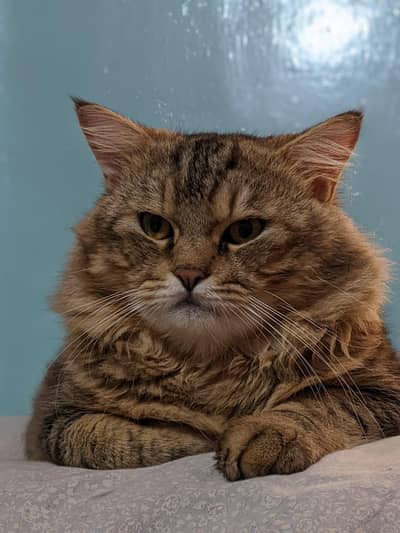 Pure Persian Male Cat