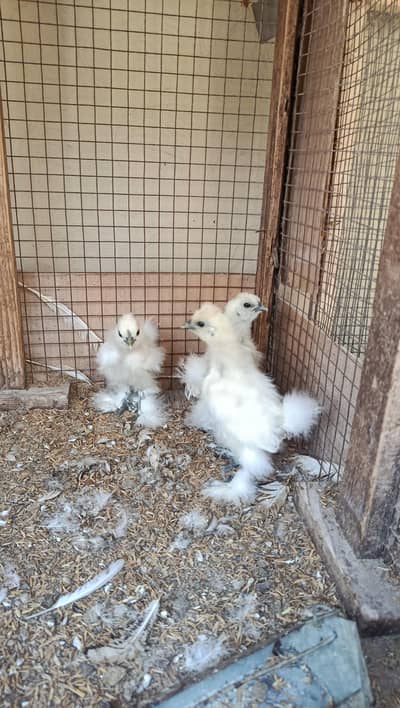 Top Quality Silkie Chicks 0332-4153261