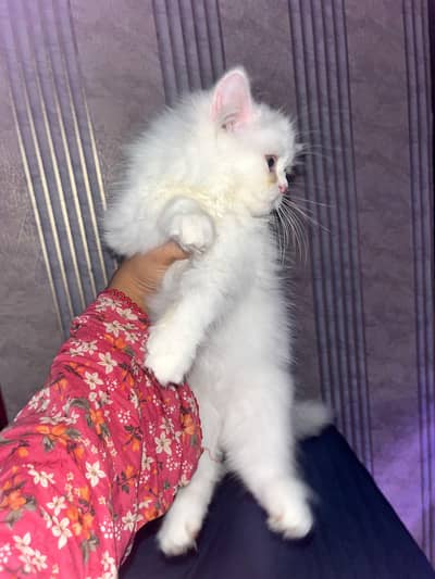 female kitten for sell