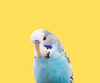 Colorfull Breeder Pair, Chicks for sale