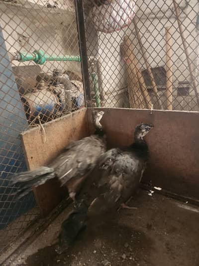 Indian Blue Peacock