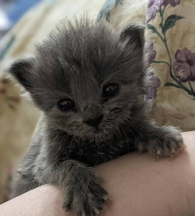 Grey Black Persian kittens