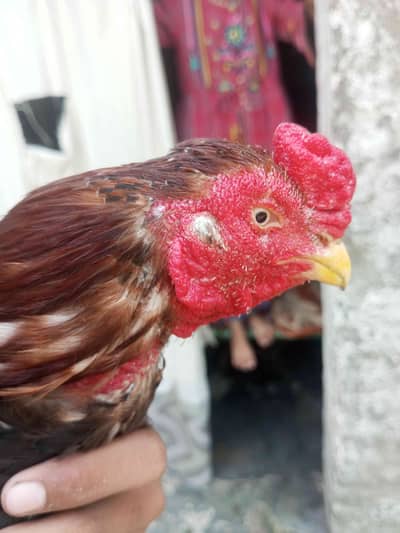 ali
