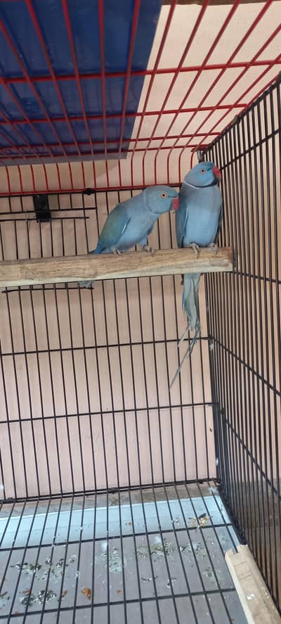 Blue Ringneck adult breeder pair
