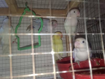 Top Quality breeder  lovebirds cremino+albino per piece