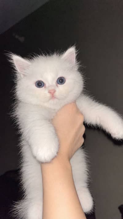 baby kitten for sale