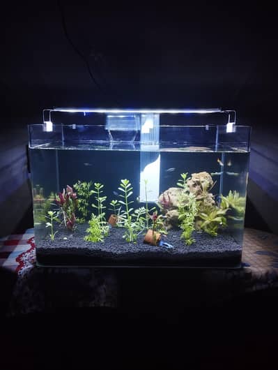 2FT Extra Clear Planted Aquarium Complete Setup - Shanti Nagar