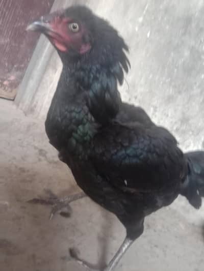 KURK Aseel Black murgi