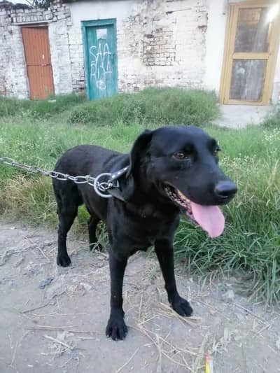 Labrador