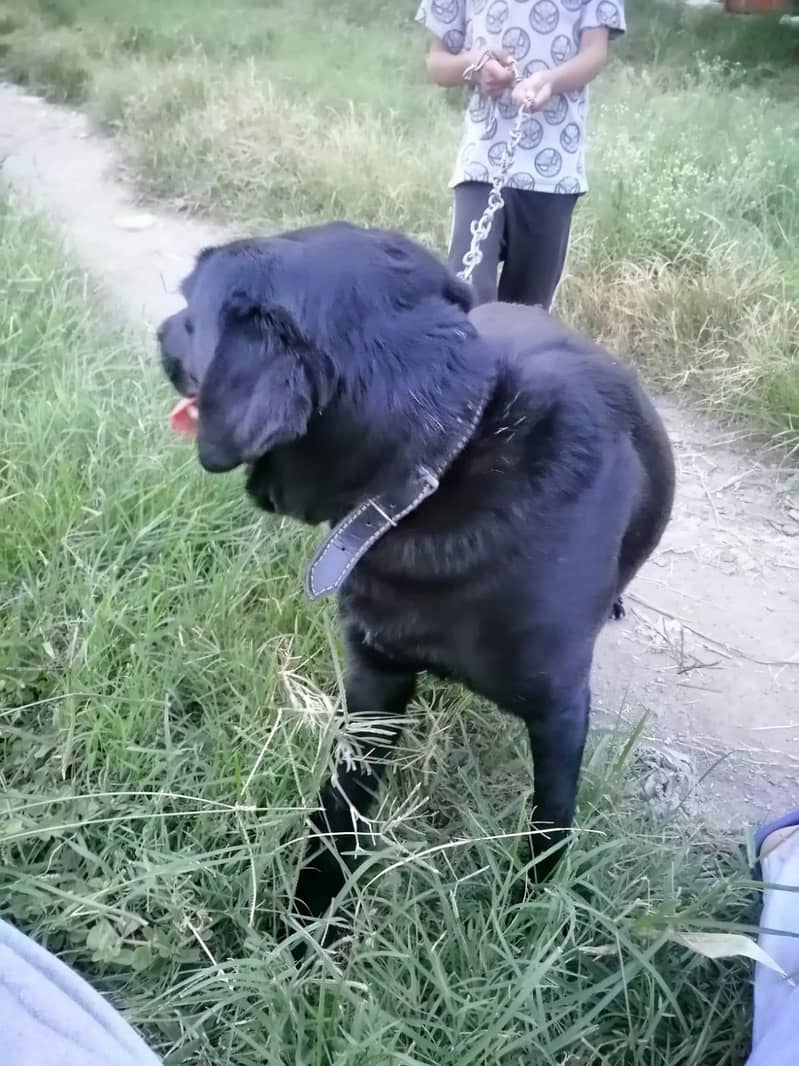 Labrador 1