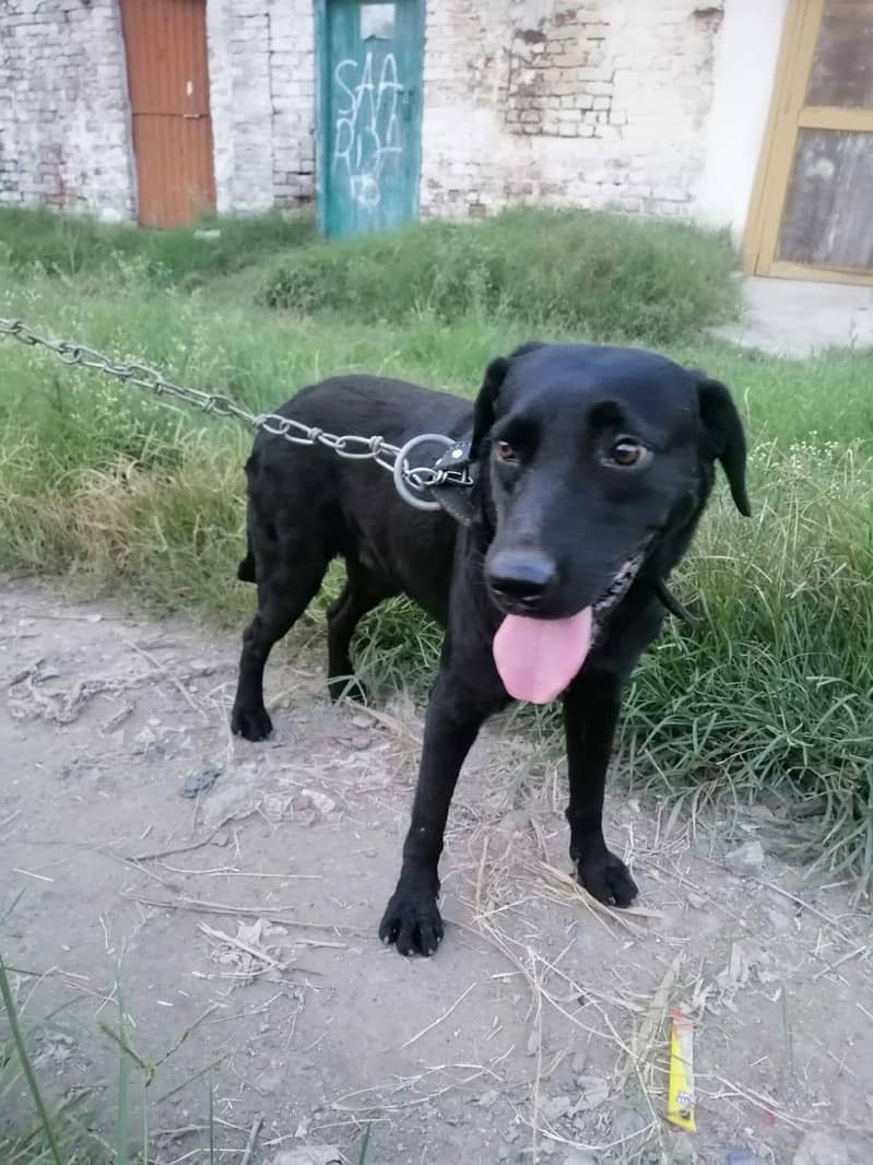 Labrador 2