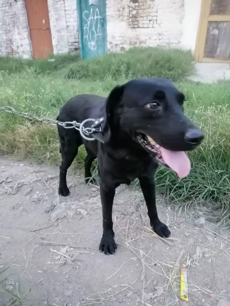 Labrador 3