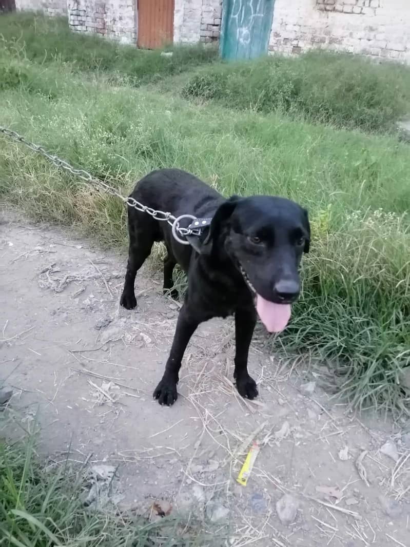 Labrador 4