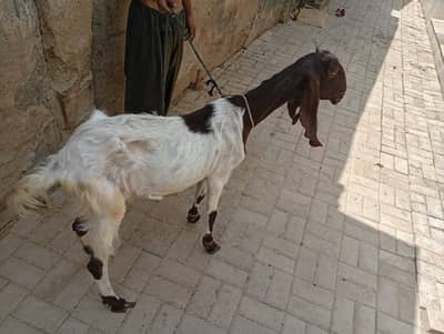Kamori Bakri 2 Daant Pregnant For Sale