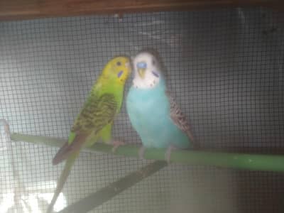 Budgies
