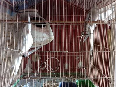 Exhibition cockatiel