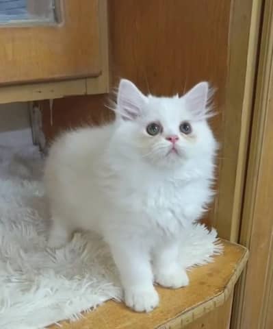 Persian triple coat /punch face/ male /female kitten cat